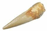 Juvenile Fossil Spinosaurus Tooth - Real Dinosaur Tooth #264817-1